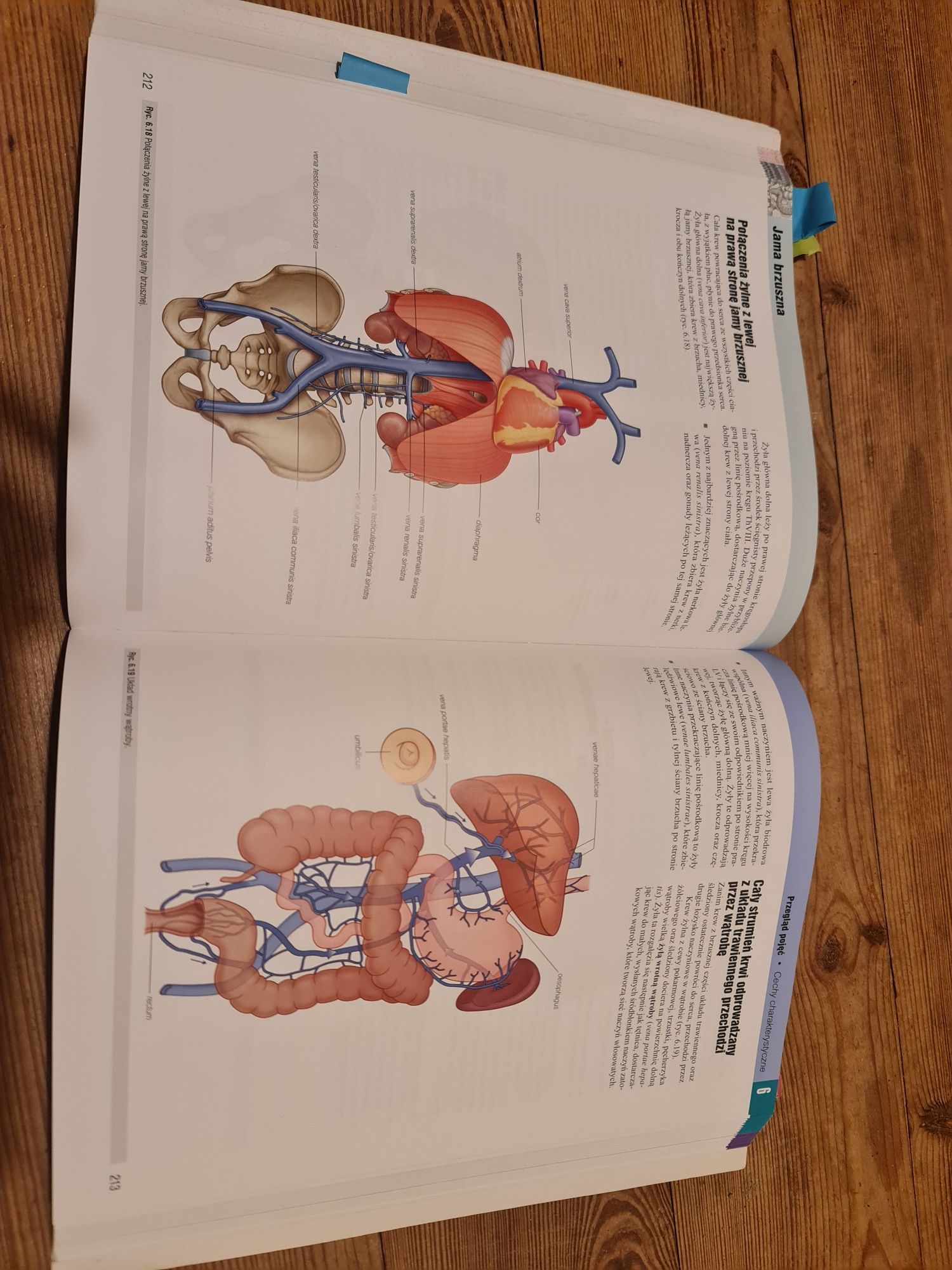 Anatomia Gray podręcznik dla studentów