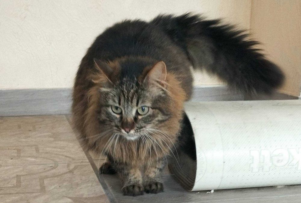 Стерилізована киця шукає дім