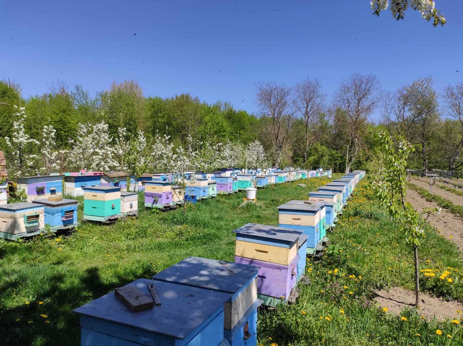 Продам бджолопакети, бджолосім'ї з вуликом Вінницька область