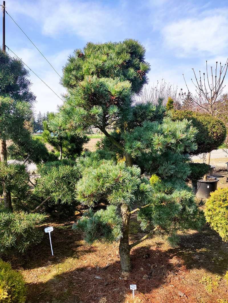 Pietraszewski rośliny i krzewy ogrodowe, formowane Bonsai Sosna Cyprys