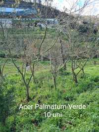 Acer Palmatum Verde
