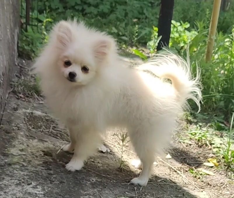 Маленькая нежная девочка шпица. 1.6