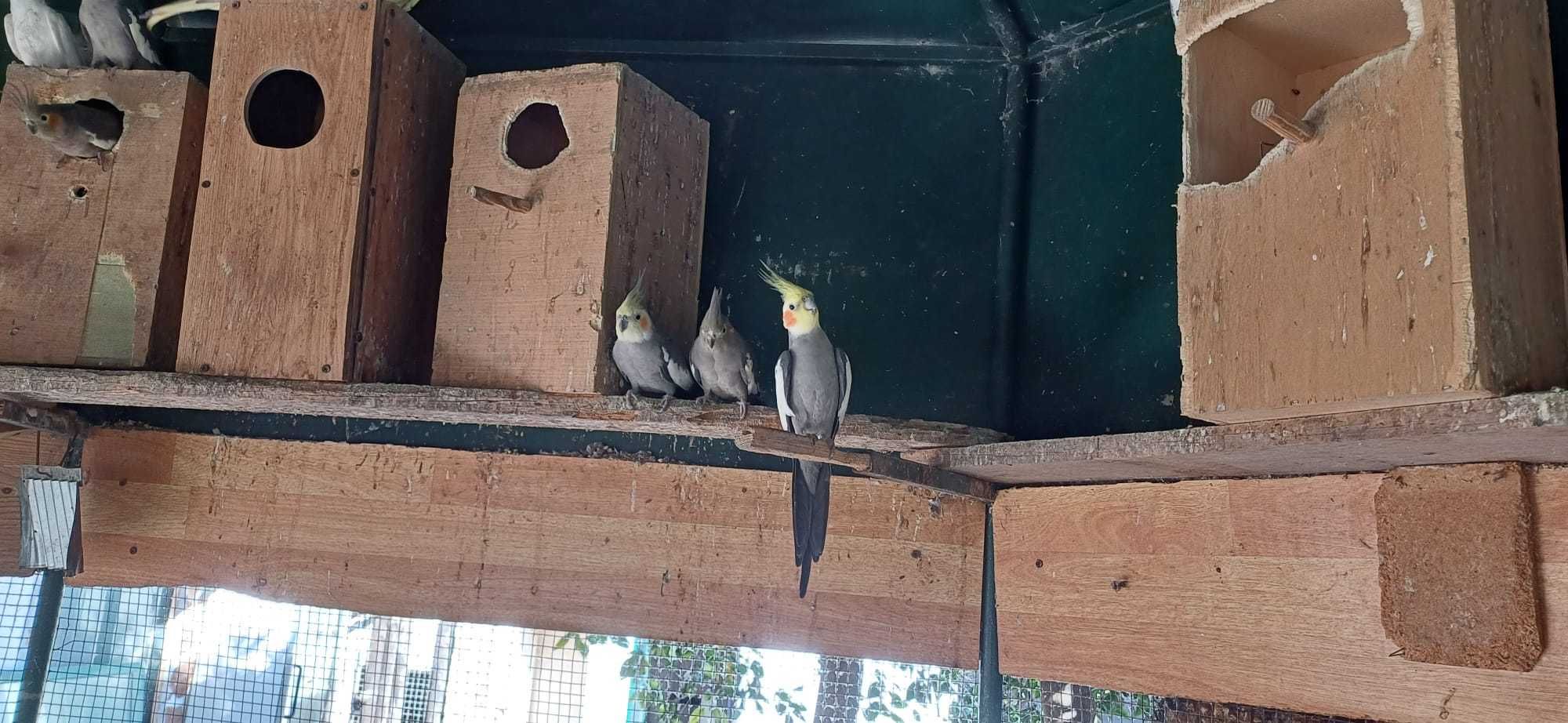 Animais (preço por animal)