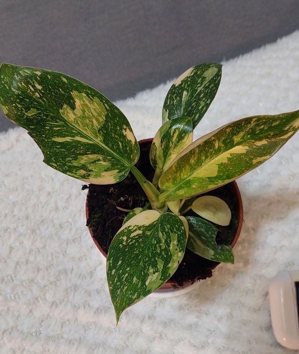 Filodendron Green Congo Variega kolekcjonerski okazta