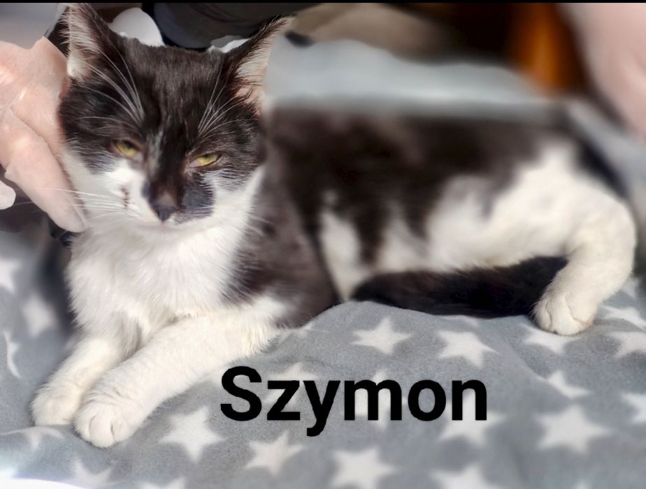 Piękny Szymon błaga o dom..