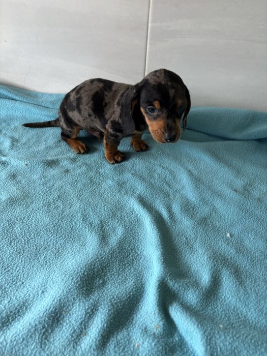 Teckel macho miniatura