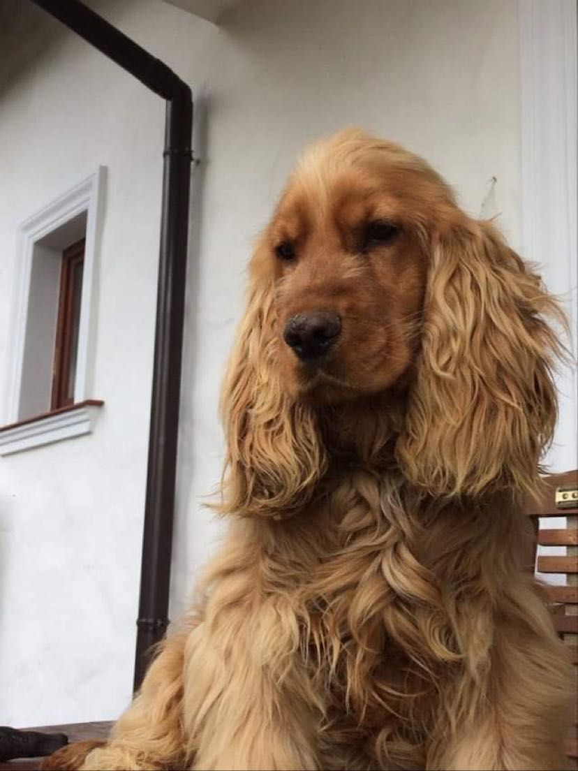 cocker spaniele angielskie - piesek z metryczką