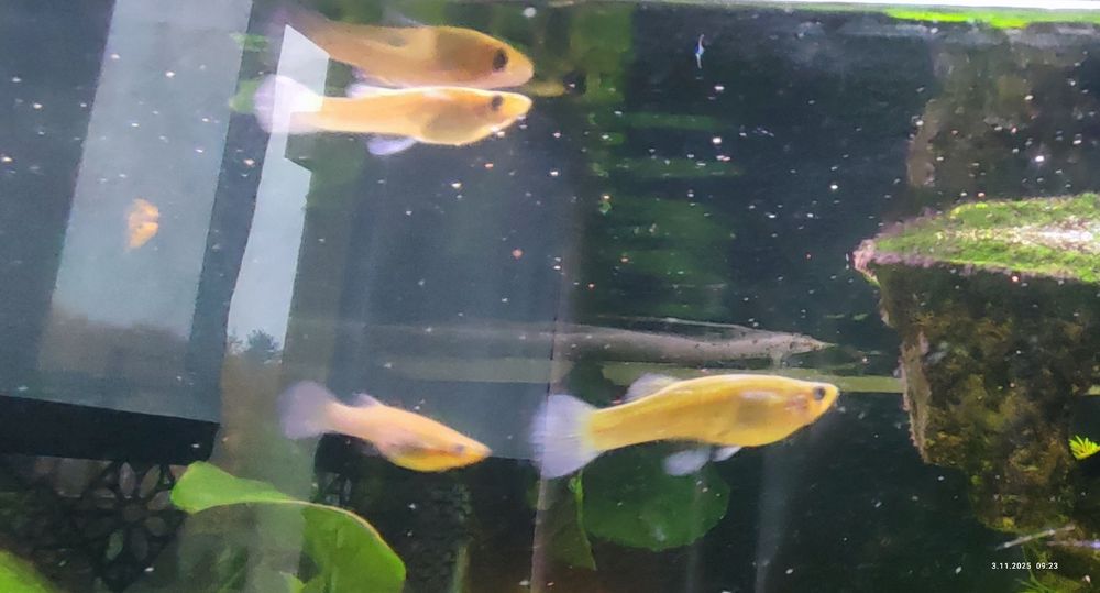 Ryby akwariowe Gambuzia