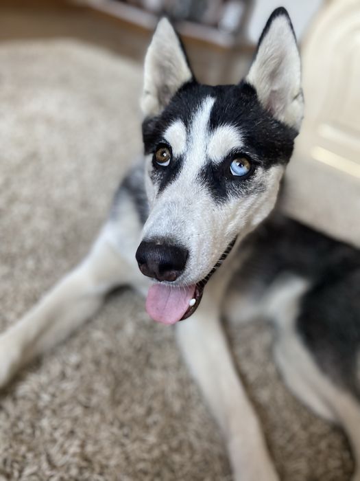 Продається чистокровна хаска