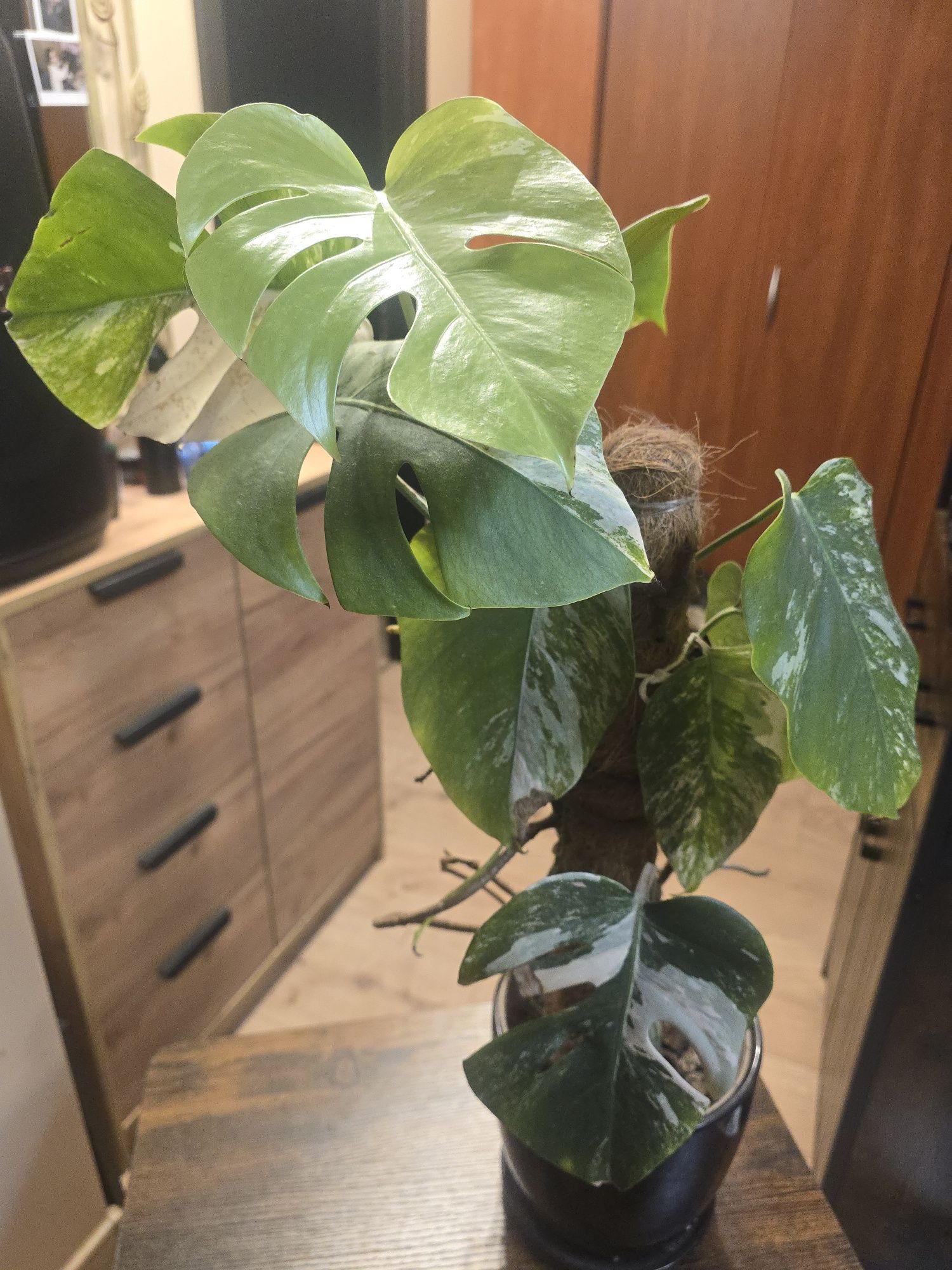 Monstera variegata