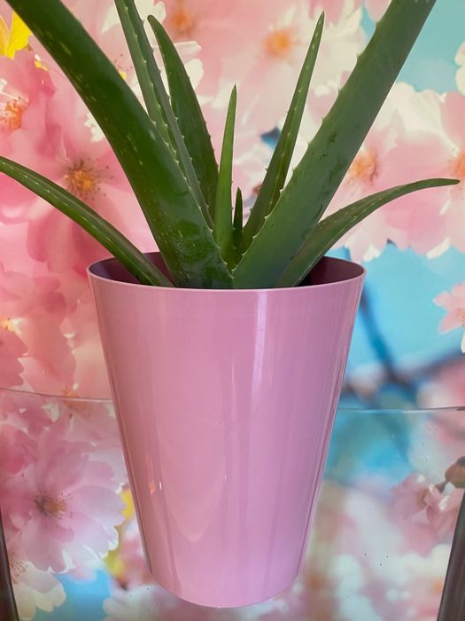 Aloé Vera Medicinal