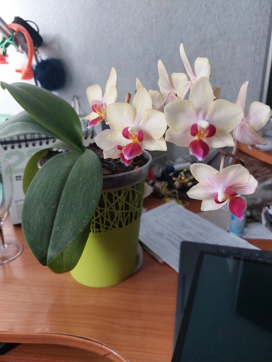 Орхидеи цветущие