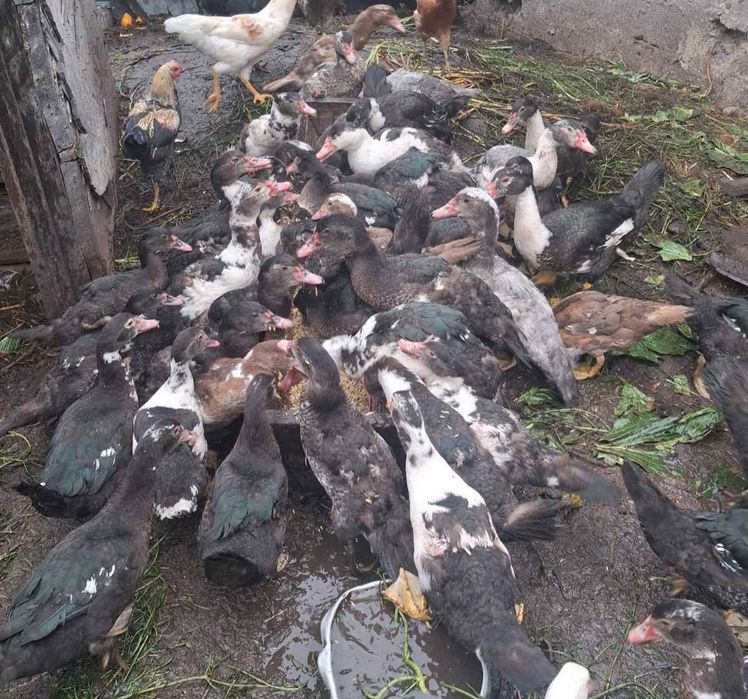 Продам індокачок