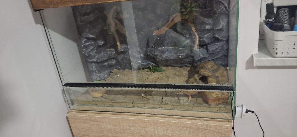 TERRARIUM + Gekon Lamparci + wyposażenie