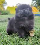 Szpic miniaturowy pomeranian samiec