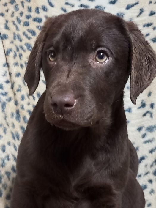 Labrador retriever Chocolate Шоколадна дівчинка Лабрадор Доставка