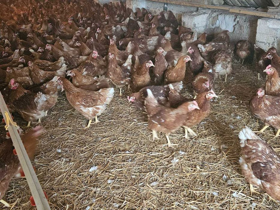 Kurki kokoszki nioski odchowane Tetra z jajkiem