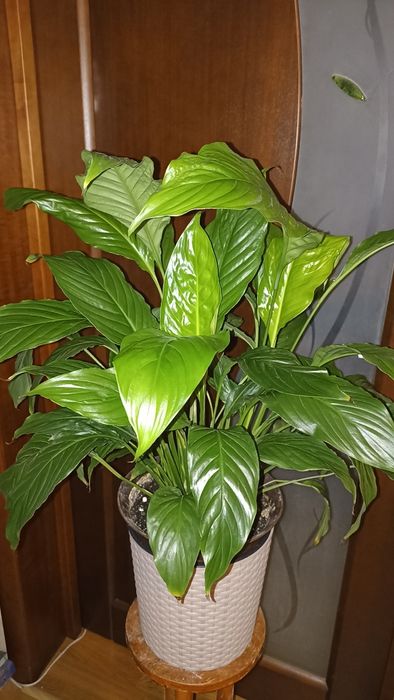 Спатіфілум, продається одним лотом