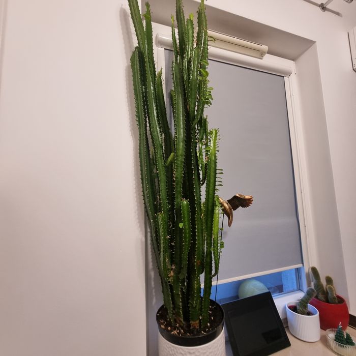 Wilczomlecz kaktus euphorobia 143cm