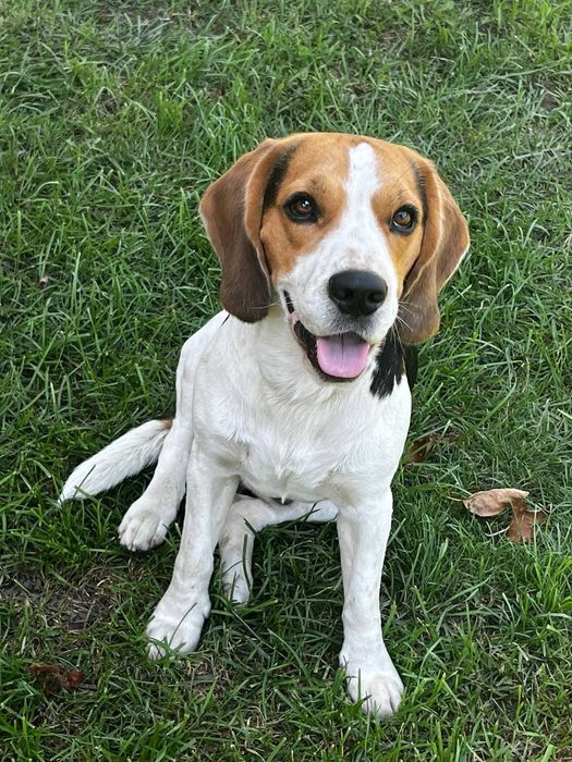 Бігль в'язка/злучка розв'язаний
Вік 3 роки. 
Вже