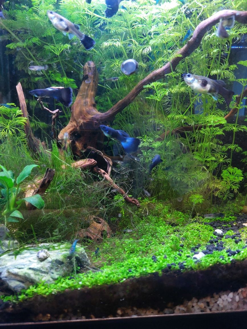 Guppys blue moskow