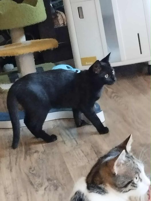 Cudowna koteczka szuka domu