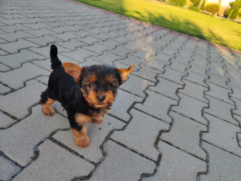 Yorkshire Terrier – szczeniak z rodowodem SWKiPR

Maluch jest już po p