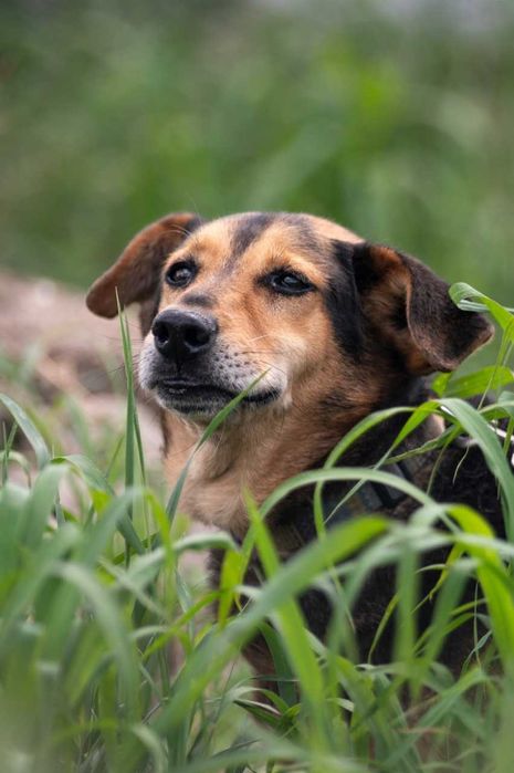 Jamnikowaty cudaczek Zbysio - kto pokocha?