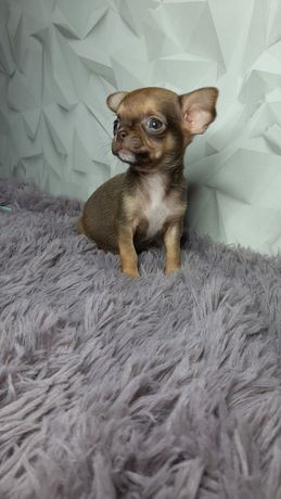 Chihuahua czekoladowe