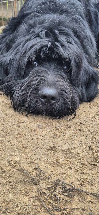 Piesek około 2 lata