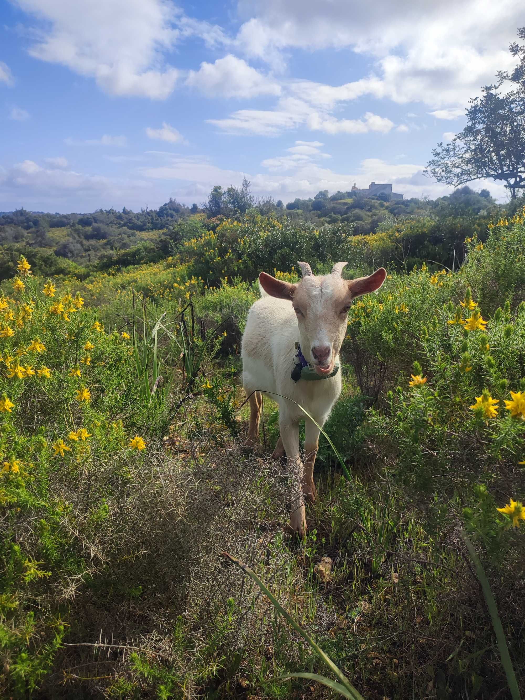 Cabras anãs da África Ocidental para venda.