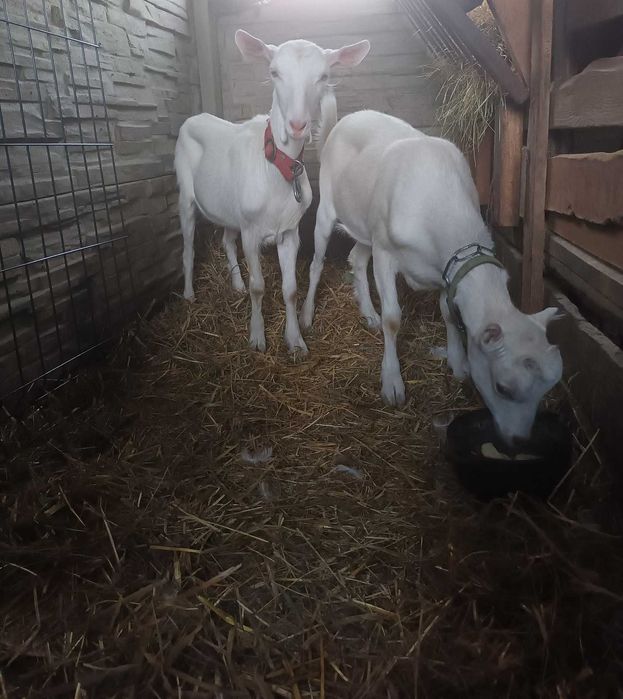 Koza La mancha sprzedam