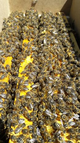 Бджоли, бджолопакети, бджолосім'ї Карніка