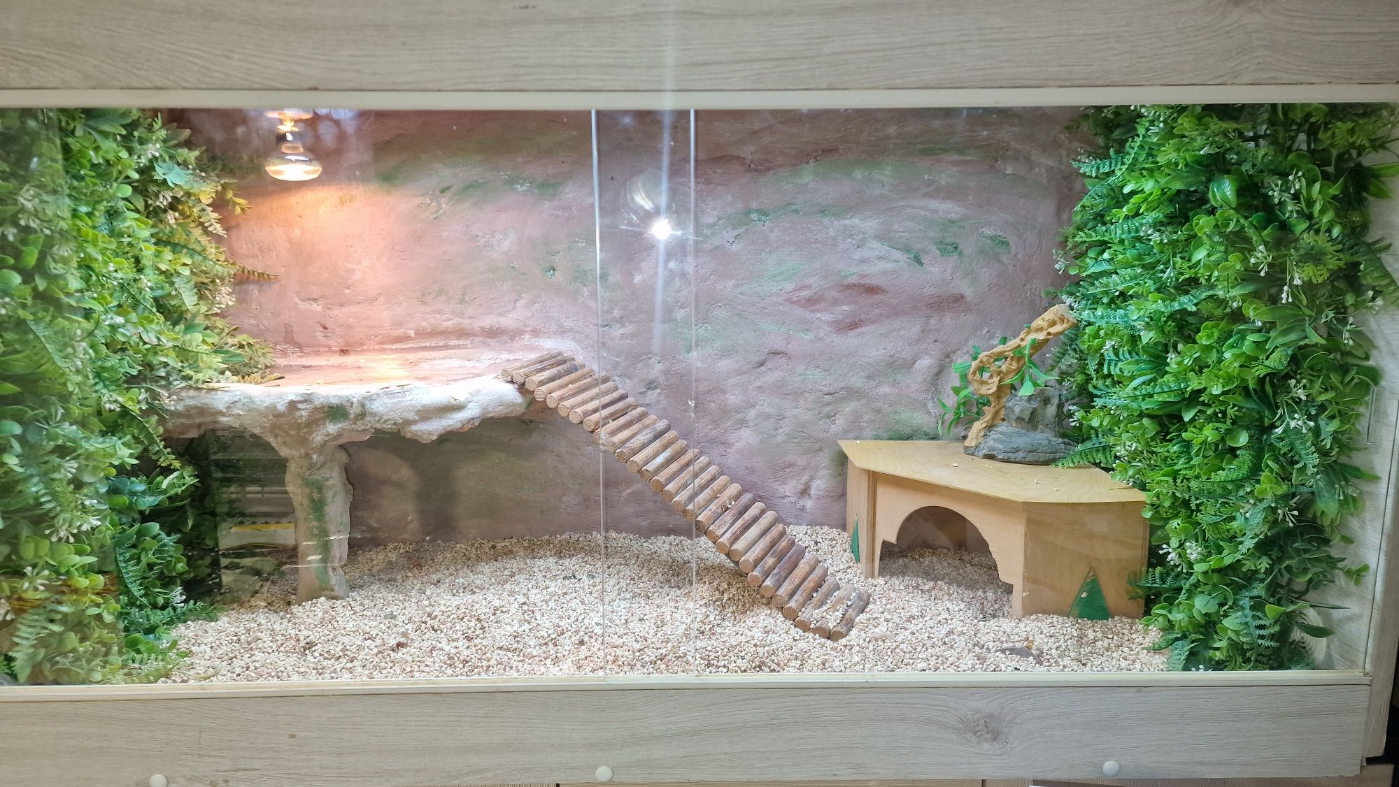 Terrarium dla Agamy