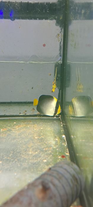 Chaetodontoplus mesoleucus M