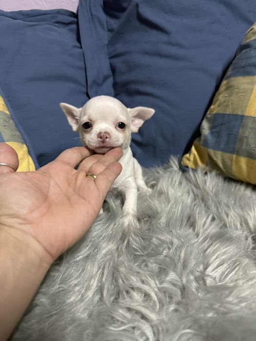 Menino “Chihuahua  lindissimo “ branco