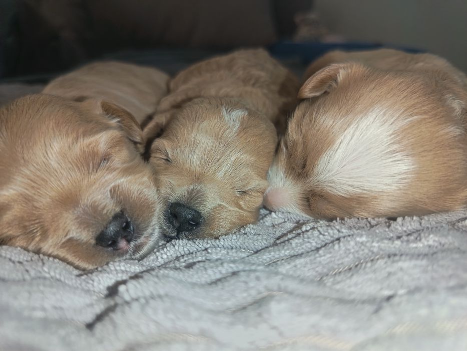 Maltipoo piesek  szczenie