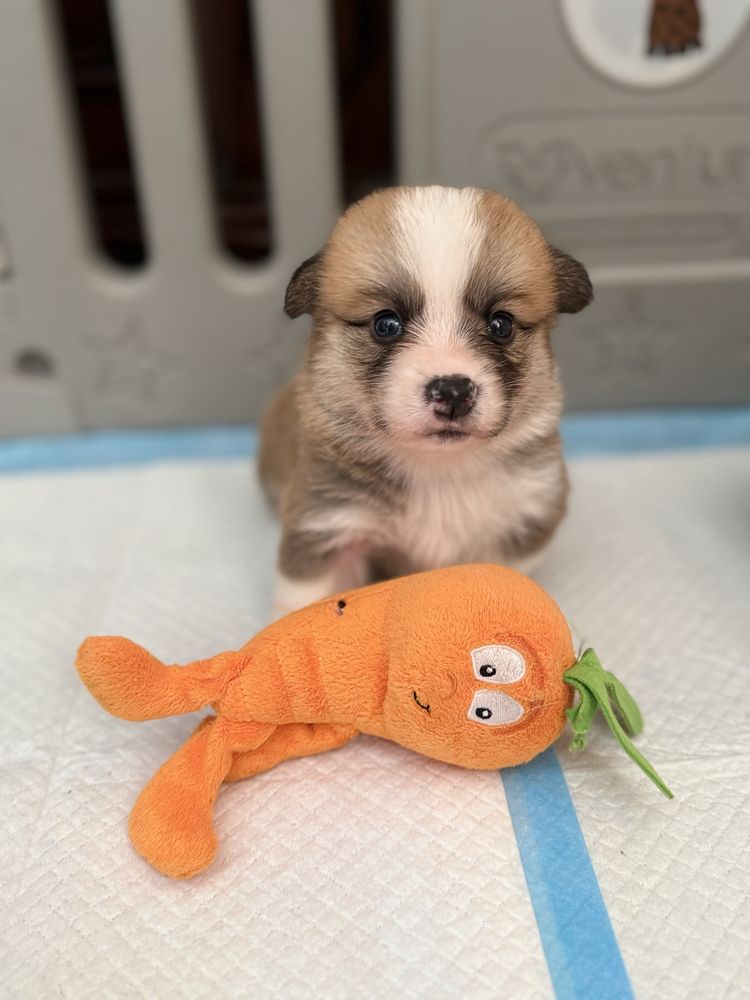 Sprzedam Corgi Pembroke Zkwp/FCI piesek