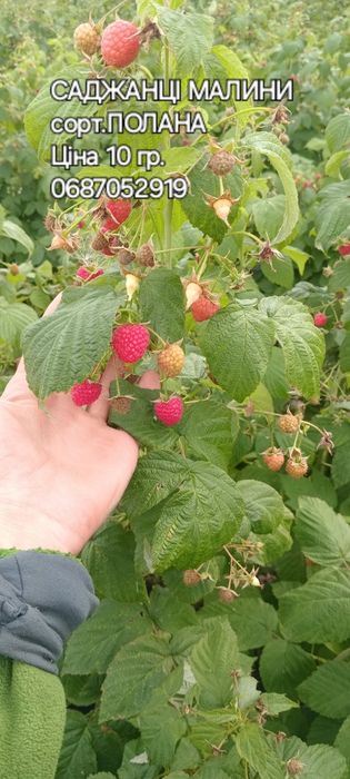 Продам саджанці малини.