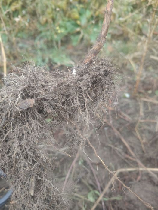 Sadzonki maliny jesiennej 50 sztuk