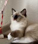 Kocurek Ragdoll Seal mitted * Rodowód * PZF / WCF