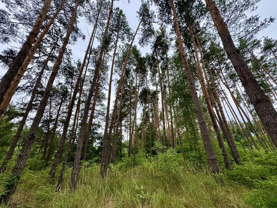 Продаж ділянки 20 соток у СОСНОВОМУ ЛІСІ КМ Нова Ходосівка, Ходосівка