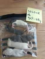 Szczury mrożone 5 szt. ok. 30-49g