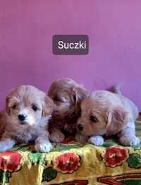 Maltipoo śliczne suczki