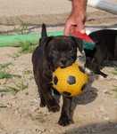 Staffordshire Bull Terrier ZKwP , Staffik FCI cudna suczka TAMI LEE