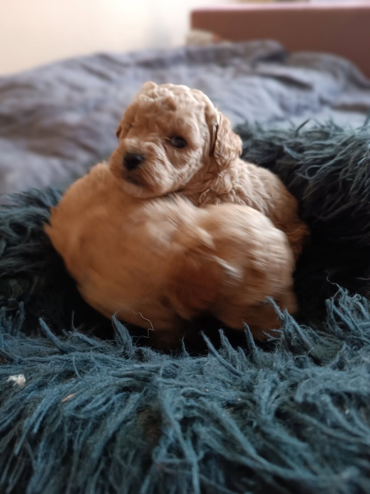 Pudel toy, pudelek rezerwacja