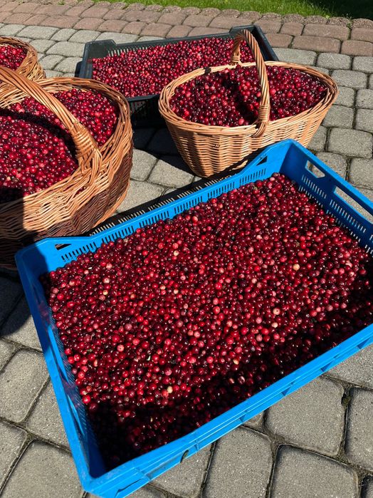 Żurawina leśna z bagien Podhalańskich