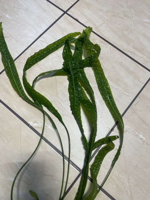 Roslina akwariowa cryptocoryne 80 cm