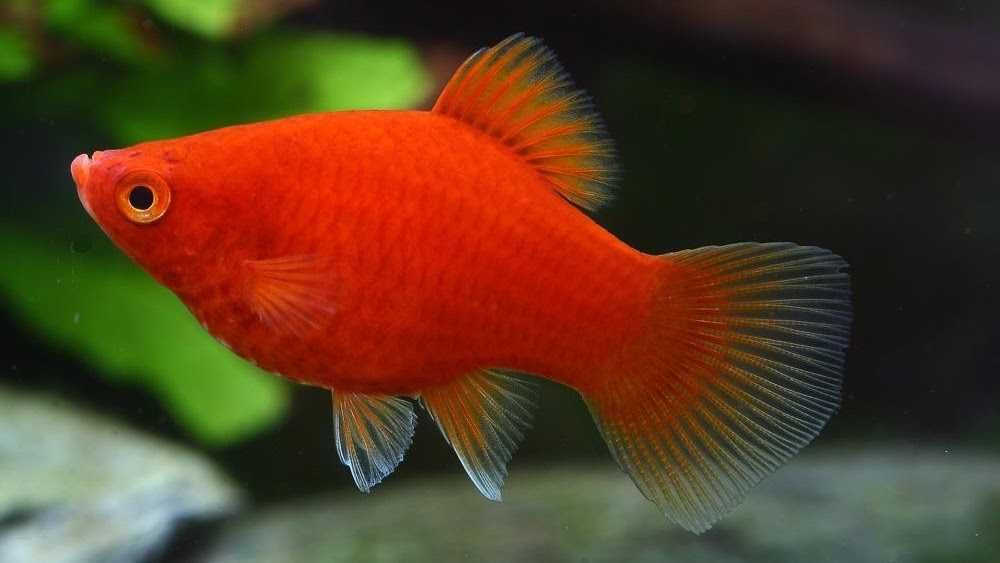 Zmienniak plamisty - Platka - Platynka - ODMIANA RED - Xiphophorus