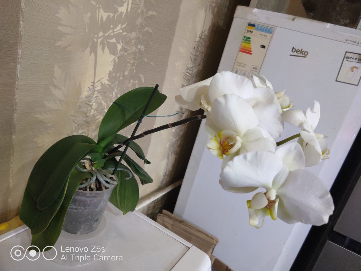 Продам цветущую Белую орхидею